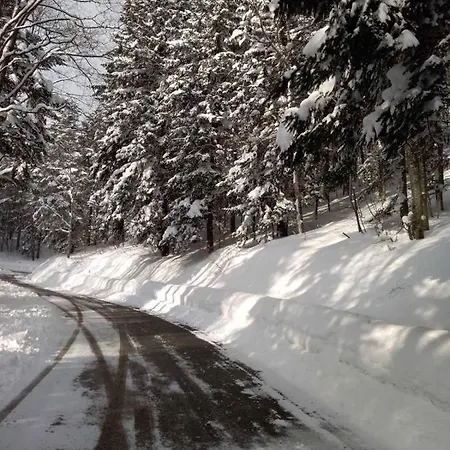 Chaletu Sanmari_forest Ledenice